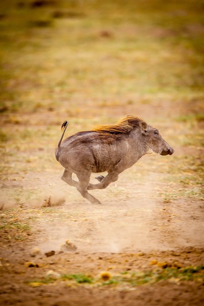 A young warthog kicks up dust as it runs art print by Larry Richardson for $57.95 CAD